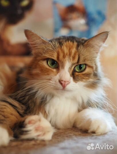 Кошка в дар бесплатно