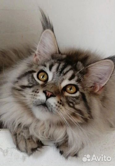 Котята мейн-кун