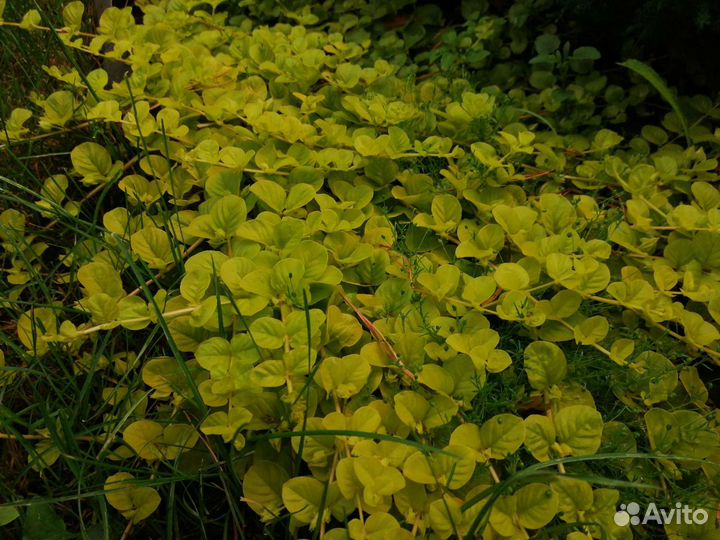 Седум Кристатум