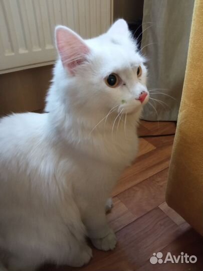 Ангорский кот