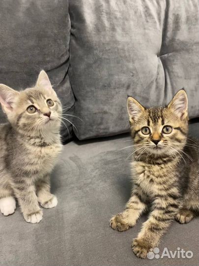 Милые котята