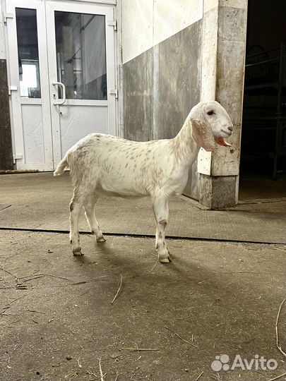 Дойные нубийские козы и малыши