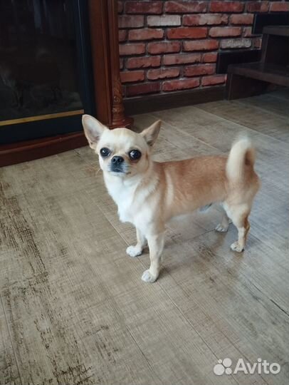 Продам щенков чихуахуа