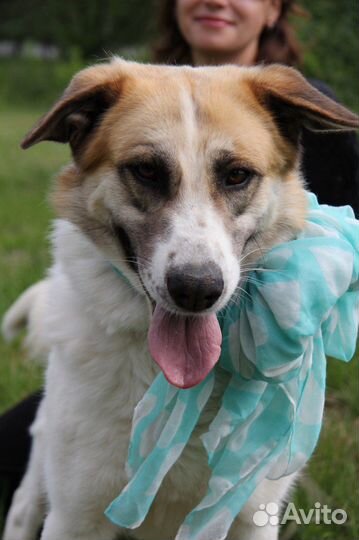 Скарлетт жестоко предали хозяева однажды