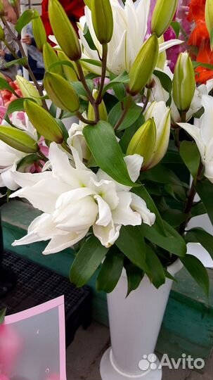 Цветы срезка Букеты Лилии Розы