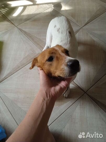 Джек Рассел терьер