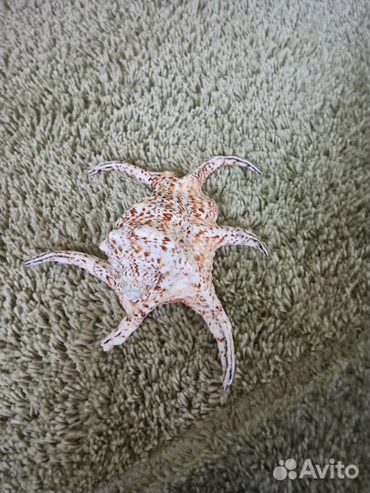 Морские ракушки раковины