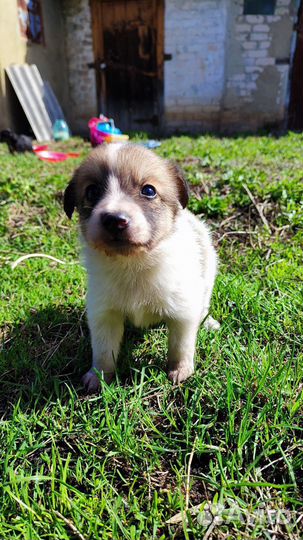 Собака и щенки в добрые руки