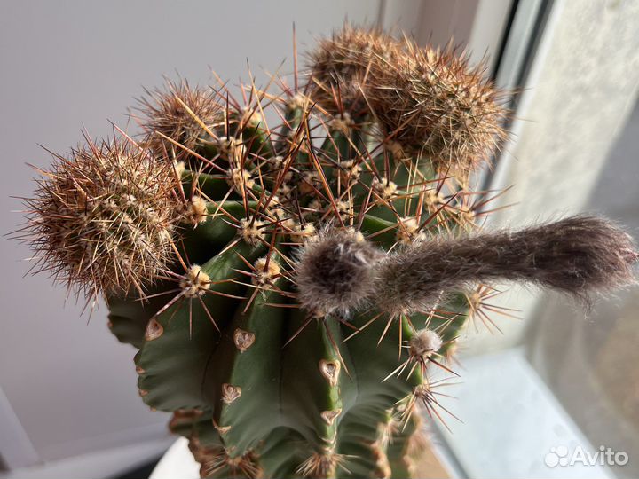 Кактус 20 лет