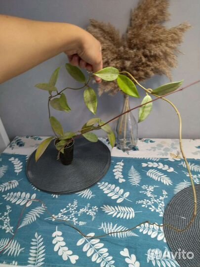 Хойя публикалис сплеш