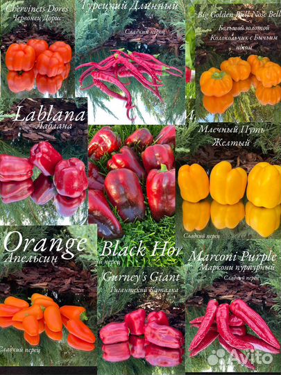 Коллекционные сортовые семяна перца