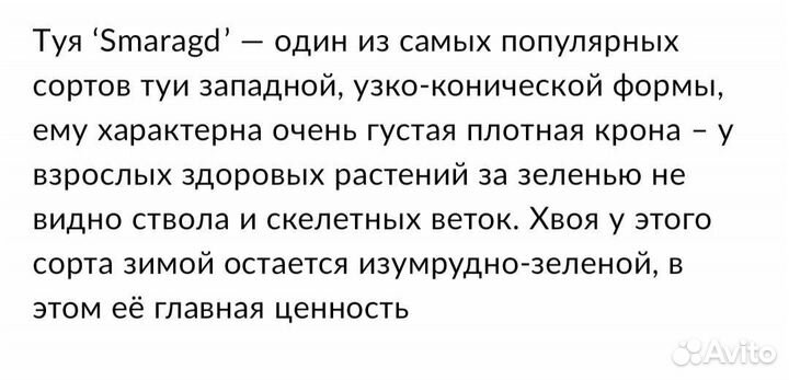 Туя смарагд