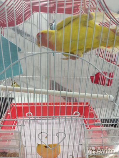 Попугай неразлучники