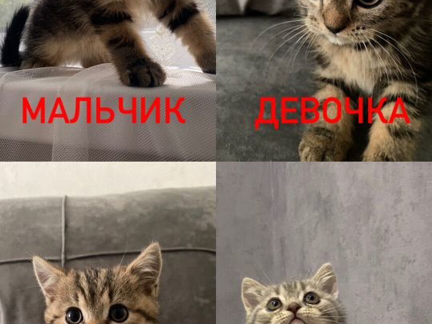 Шотладские котята