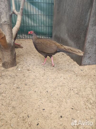 Серебряный фазан инкубационное яйцо