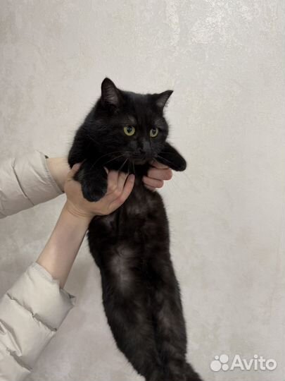 Кошка стерилизована 1 год