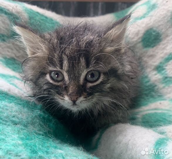 Очаровательные котята В добрые руки