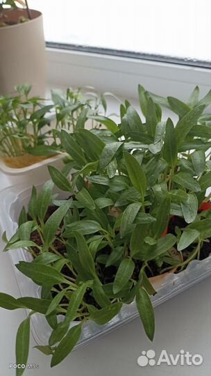 Рассада перца сладкого