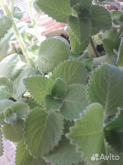 Мята домашняя