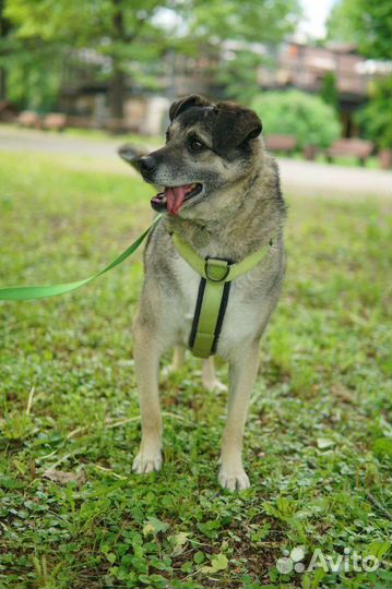 Собака из приюта в добрые руки