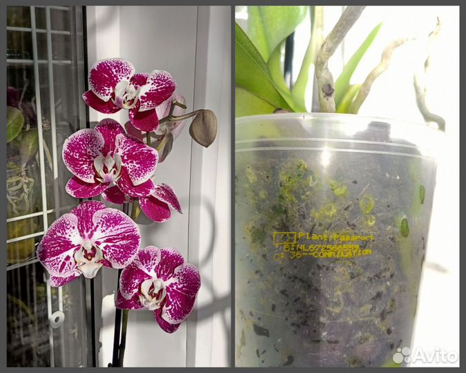 Орхидея фаленопсис Compilation и Pandora. Отцвели купить в Волжском |  Товары для дома и дачи | Авито
