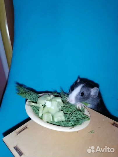 Крыса Дамбо Мальчик.Доставка.Крысята