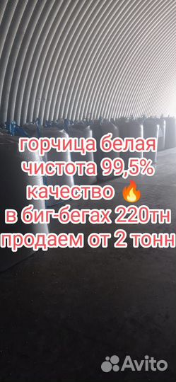 Горчица белая