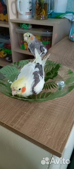 Два птенца кореллы(мальчики)