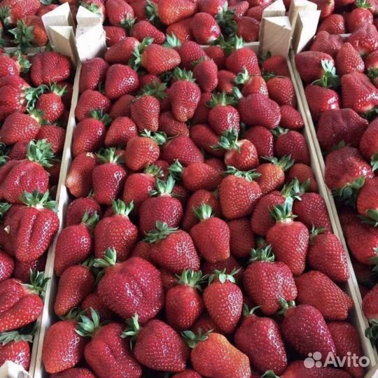 Клубника свежая