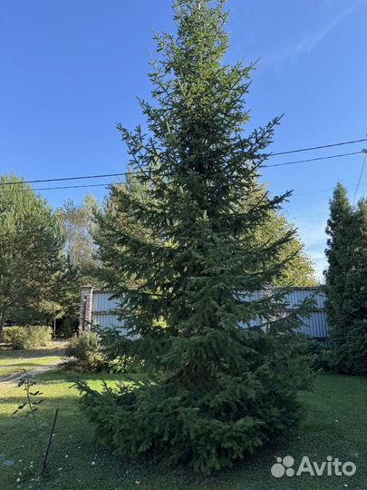 Ель живая с комом