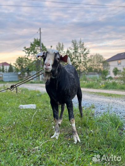 Англо нубийский козел