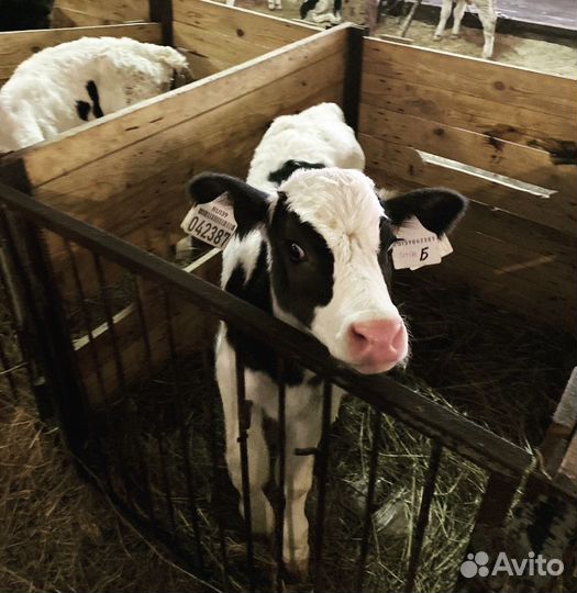 Бычки и телята