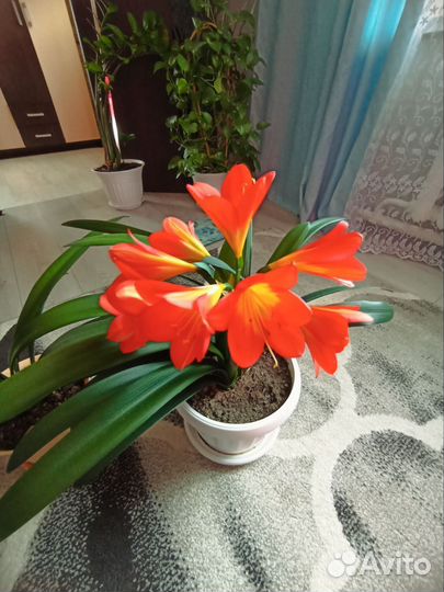 Комнатные цветы кливия