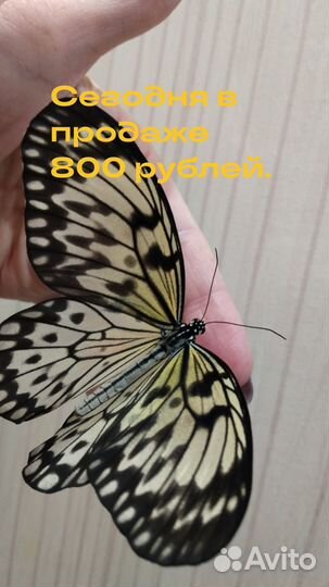 Живые бабочки