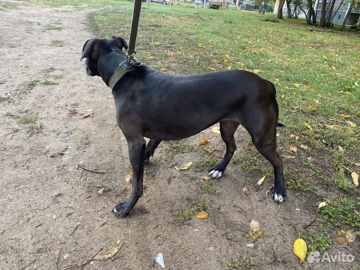 Собака питбультерьер