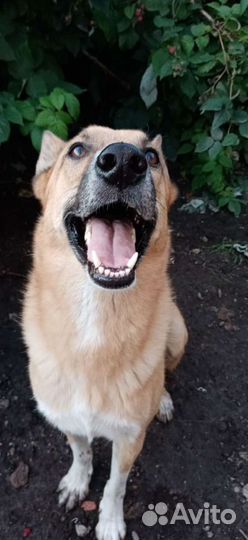 Ищем заботливую семью