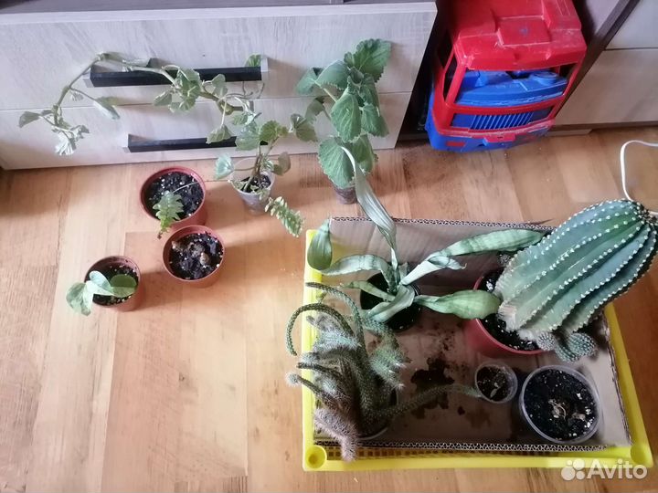 Комнатные цветы 2