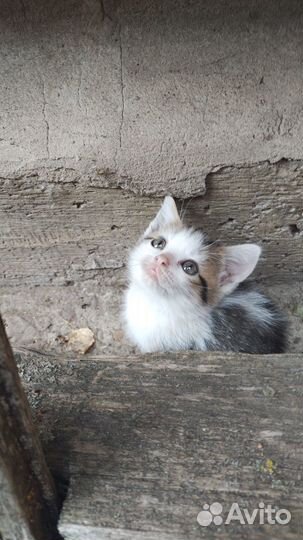 Котята в добрые руки бесплатно