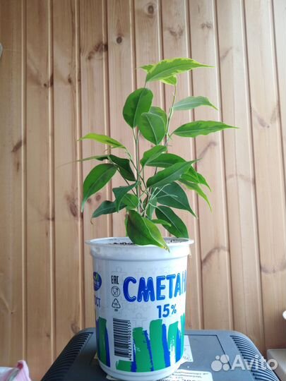 Фикус бенджамина пестролистный, аукуба