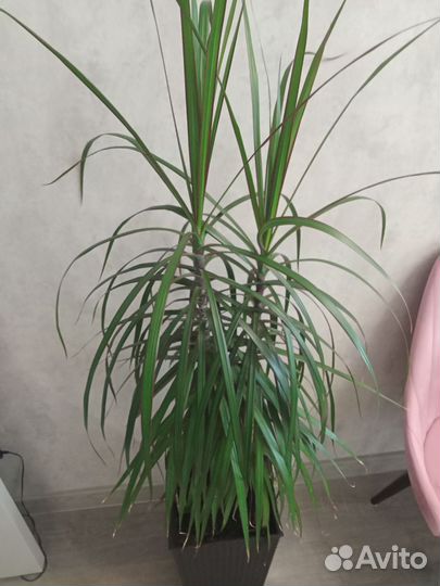 Пальма драцена Маргината