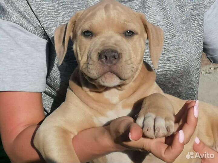 Американский булли xl