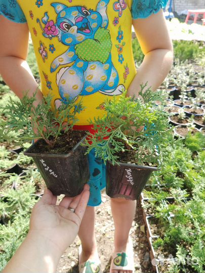 Хвойные для доращивания