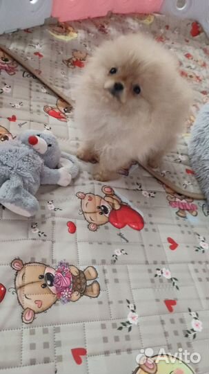 Девочка миничка