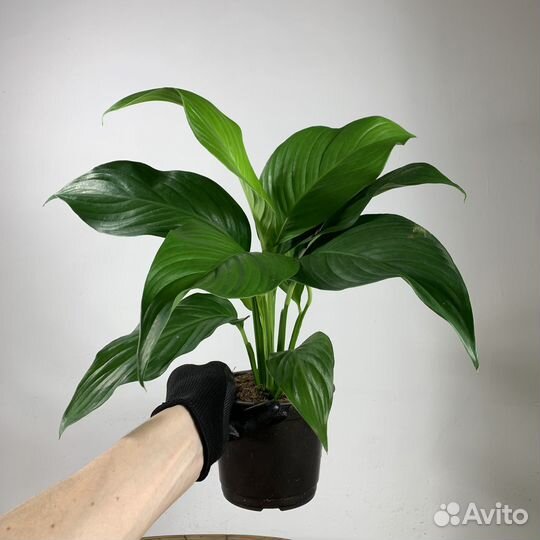 Спатифиллум (крупный лист), d-15