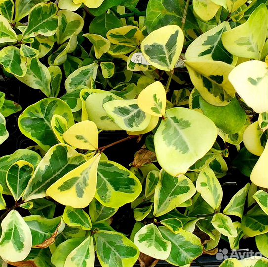 Фикус триангулярис коканат крем, вайт марджин