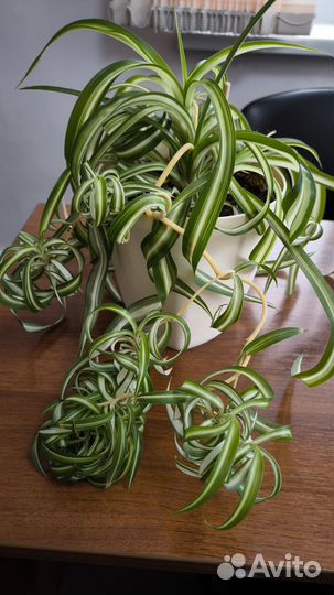 Хлорофитум кудрявый