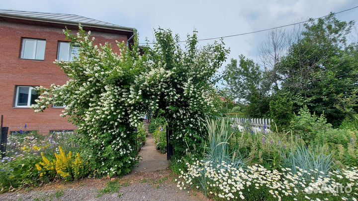 Чубушник жасмин