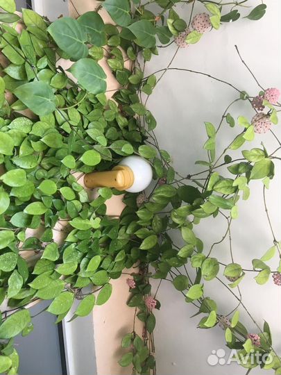 Комнатные цветы