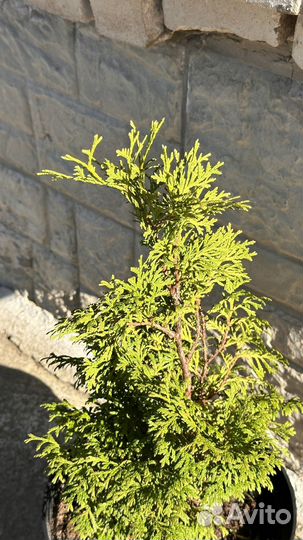 Туя саженцы 