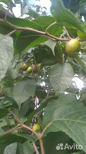 Крыжовник саженец